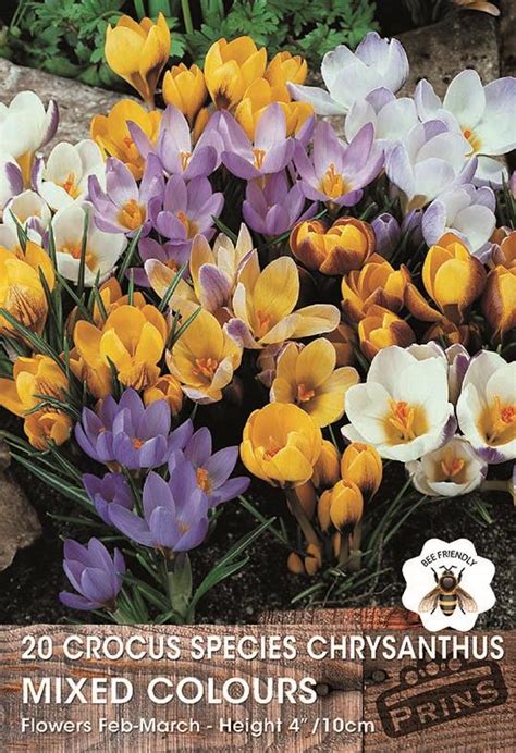 Crocus Species Mixed Wpc Prins Spring Bulbs Pack South Eastern