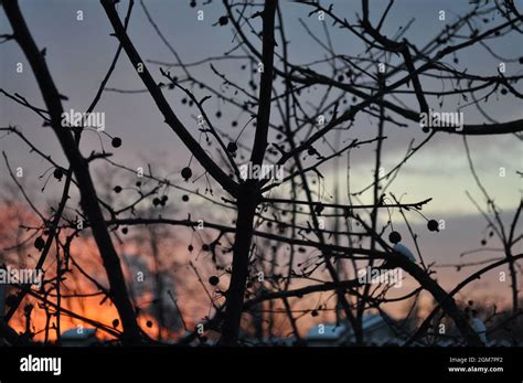 Trees on sunset sky Stock Photo - Alamy