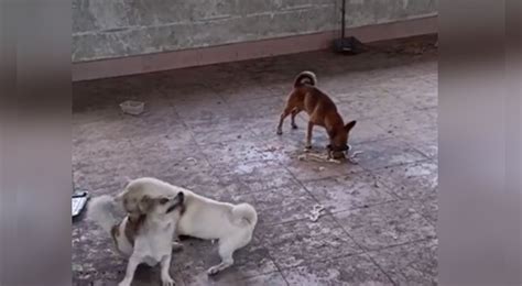 Tiktok Viral Perro Aprovecha La Pelea Entre Dos Canes Y Se Come La