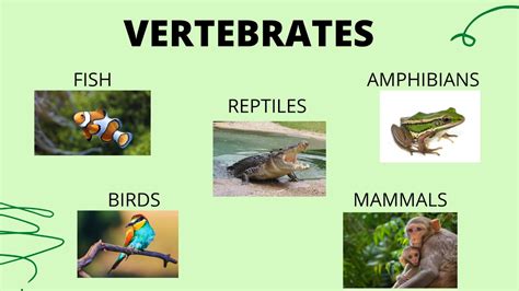 Vertebrates | Create WebQuest 