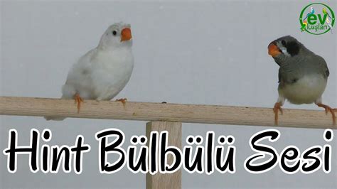 Hint Bülbülü Sesi,ötüşü |Zebra Finch Sound - YouTube