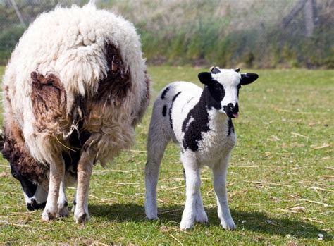 Lamb Baby Sheep Free Stock Photo - Public Domain Pictures