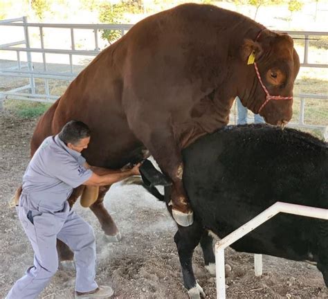 Curso de la Evaluación Reproductiva del Toro