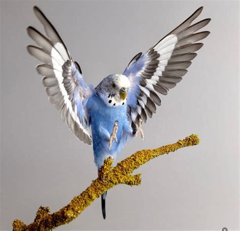 Blue Parakeet | Budgies bird, Pet birds, Budgies