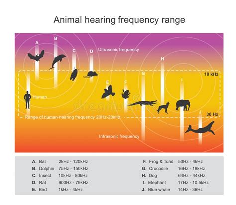 Hearing Range Describes the Range of Frequencies Stock Vector - Illustration of wave, sound ...