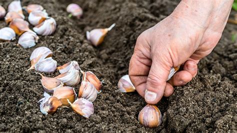 When To Plant Fall Garlic For The Best Yields