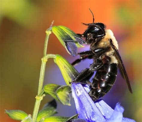 Do Carpenter Bees Sting? | Balcony Garden Web