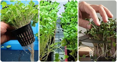 How To Grow Microgreens Hydroponically Complete Guide