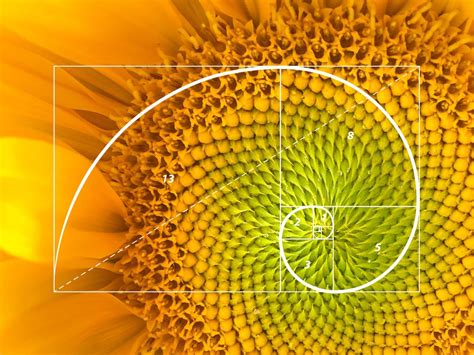 Fibonacci Espiral Naturaleza