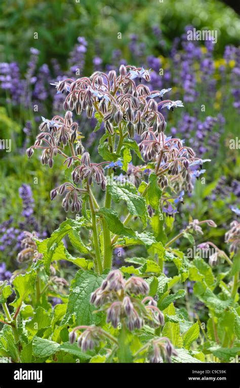 Planta De Borraja Con Flores Azules Borago Officinalis Fotograf As E