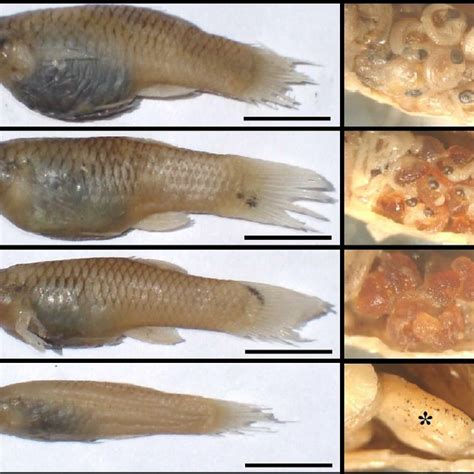 Macroscopic (left column) and mesoscopic (right column) developmental ...