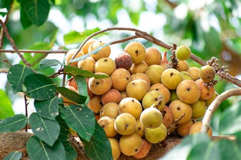 Buah Ara Ficus Racemosa Gambar Di Pohon Alam Buah Ara Hutan Buah Ara ...