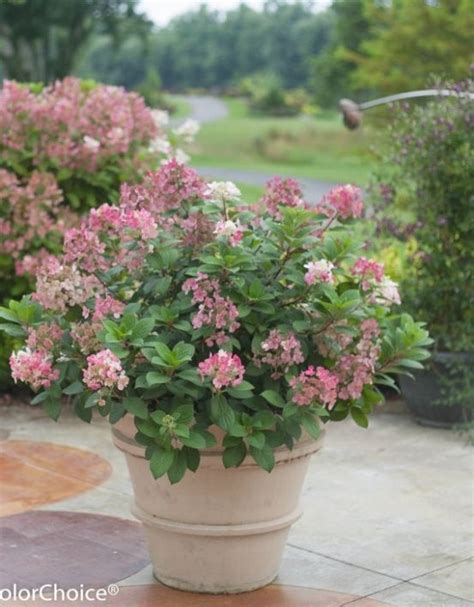 25 Best Winter Outdoor Potted Plants