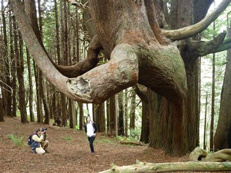 Redwood Tree