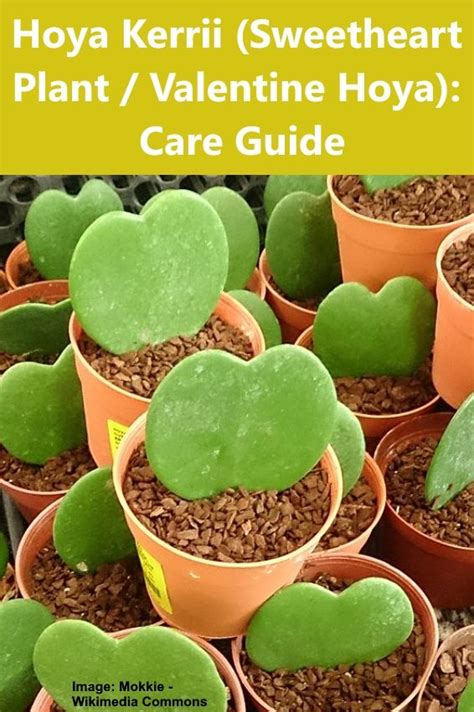 Hoya Kerrii The Adorable Sweetheart Plant Care Guide