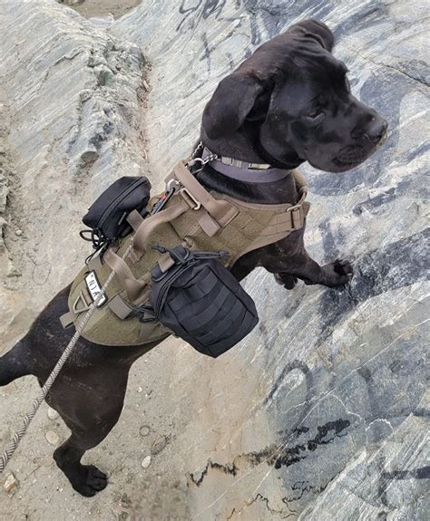 $10/mo - Finance PETAC GEAR Tactical Dog Harness K9 Military Dog