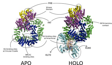 The Apo 5luq And Holo 5y3r States Of The Dna Pkcs The Holo State Download Scientific