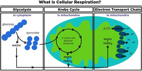 Cellular Respiration Steps And Location