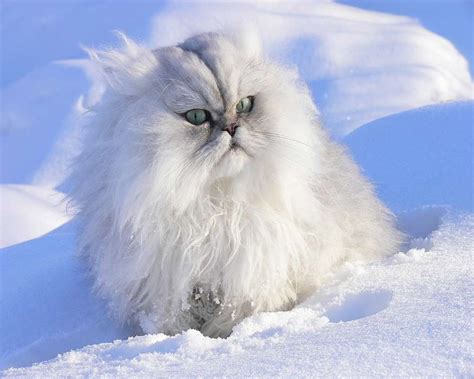 Free Wallpaper Winter Cats Wallpapersafari