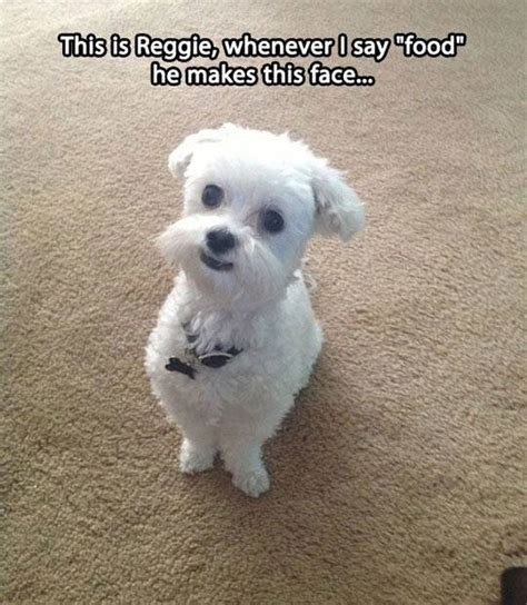 40 Best Maltese Dogs Funny Images On Pinterest Doggies Maltese Dogs