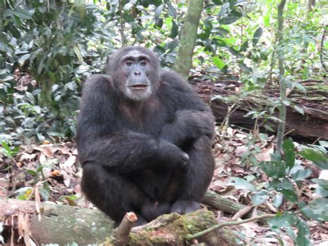 3 Day Kibale Forest Chimpanzee Habituation Experience Chimpanzee