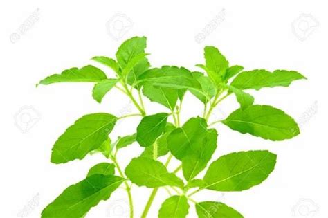 Ocimum sanctum Herbal Dry Extract at best price in Ahmedabad by Vivaan ...