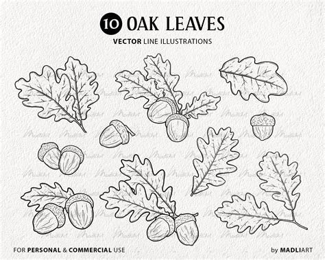 Oak Leaves Clipart Bundle 10 Vector Botanical Elements Fall Line