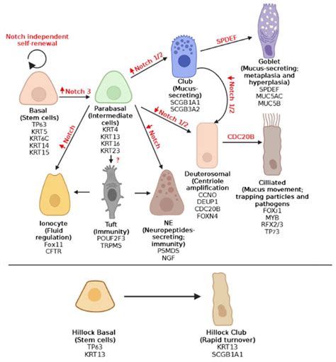 Ijms Free Full Text Transcriptional Regulation Of Airway Epithelial Cell Differentiation