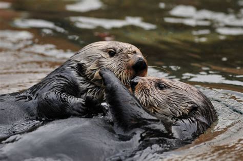 Sea Otter Quotes QuotesGram