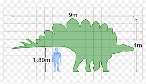 File - Stegosaurus Size - Svg - Stegosaurus Human, HD Png Download ...