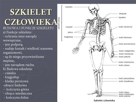 CZŁOWIEK I JEGO BUDOWA ppt pobierz