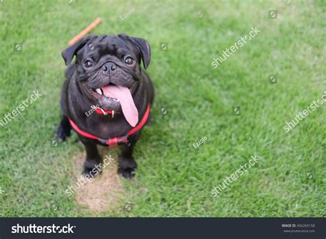 Funny Face Black Puppy Pug Dogblack Stock Photo 456269158 Shutterstock