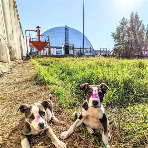 Scientists Perplexed By The Rare Dna Of Chernobyls Mutant Dogs