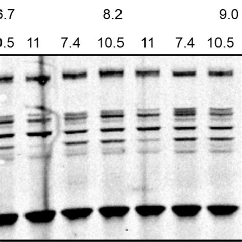 The Activity Of B Subtilis PBPs After Overnight Growth In Basic Media