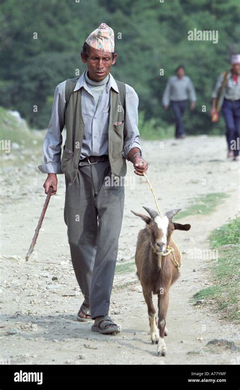 Nepali Man With Goat Near Bhulbhule Village Nepal Stock Photo 6716302