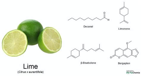 Lime Essential Oil Have A Fresh Citrusy Aroma Limonene Is The Main