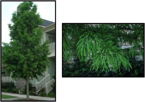 SHAWNEE BRAVE BALDCYPRESS Hinsdale Nurseries Welcome To Hinsdale