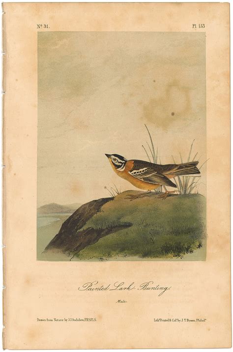 Audubon 2nd Ed Octavo Pl 153 Painted Lark Bunting 2nd Edition