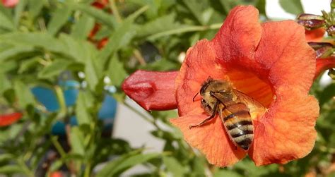 Bee In Trumpet Vine Like Flower Just A Honeybee Out Colle Flickr