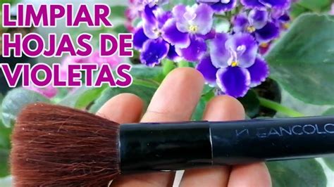 Violetas Africanas Como Limpiar Las Hojas Chuyito Jardinero YouTube