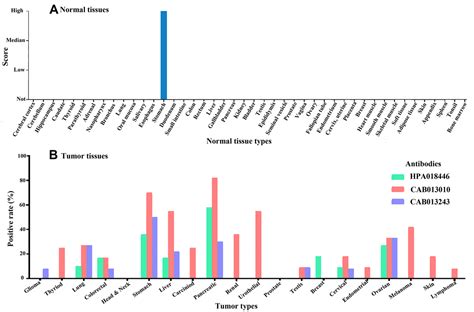 Analysis Of The Expression And Genetic Alteration Of Cldn18 In Gastric Cancer Figure F6 Aging