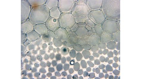 Petiole Cross Section