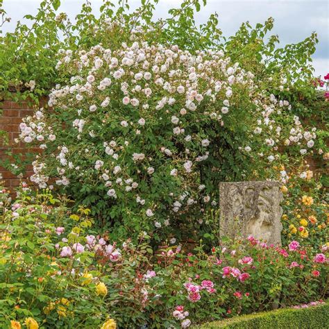 The Albrighton Rambler English Rambling Rose David Austin Roses