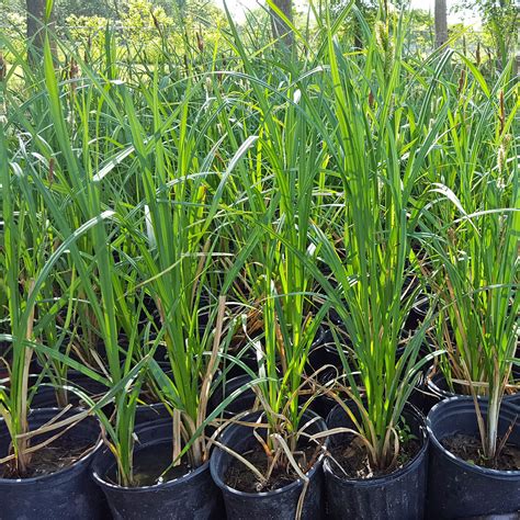 Sedges & Grasses are a wetland's foundation — Green Star Wetland Plant Farm
