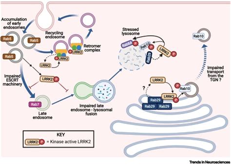 LRRK2 And Idiopathic Parkinsons Disease Trends In Neurosciences