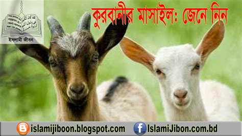 ইসলামী জীবন ঘোড়ার আরোহী কুরবানীর পূর্ণাঙ্গ মাসআলা মাসাইল