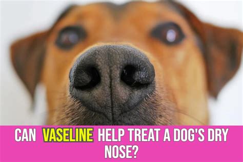 Can Vaseline Help Treat a Dog's Dry Nose?