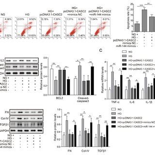 MiR 144 Reversed The CASC2 Mediated Apoptosis Inflammatory Factor