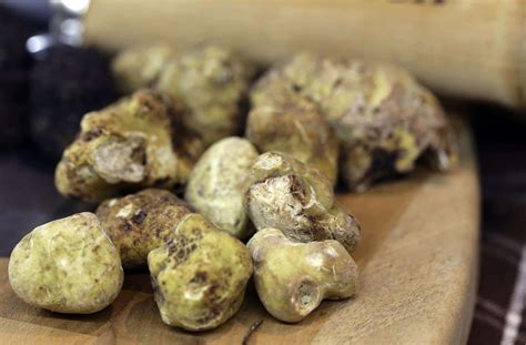 Tutto Sulla Fiera Internazionale Del Tartufo Bianco Dalba