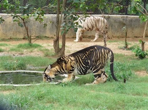 Can disappearing tiger stripes save a disappearing population of tigers ...